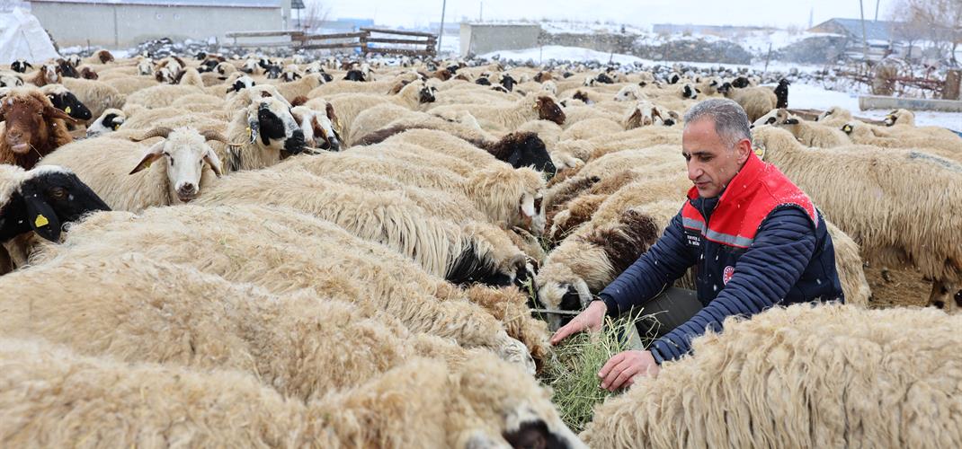 ​Arpaçay Akçalar Köyünde Küçükbaş Hayvancılık Faaliyetleri Yerinde İncelendi.